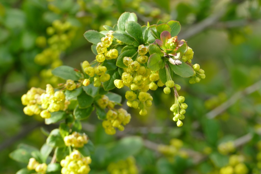 2020-05-05 06 Westert