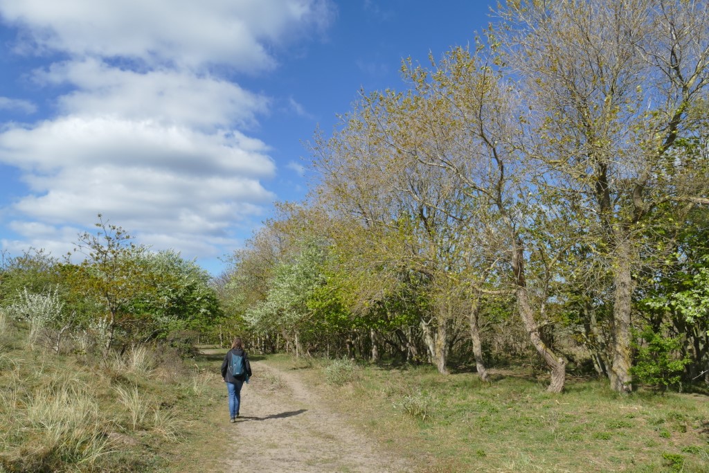 2020-05-05 07 Westert