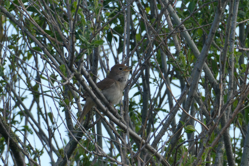 2020-05-05 08 Westert