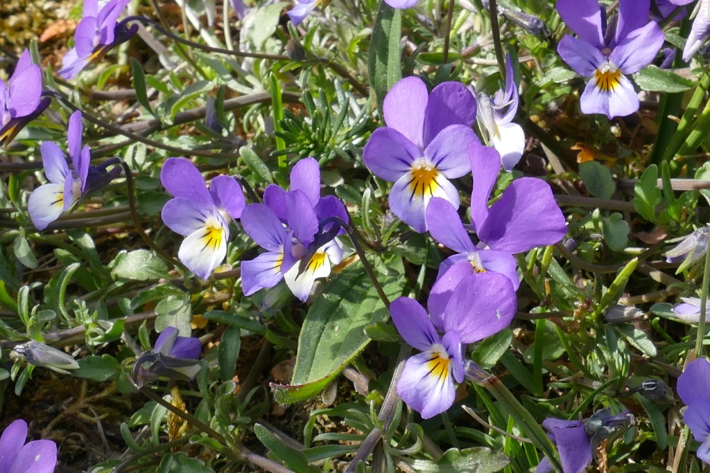 2020-05-05 09 Westert