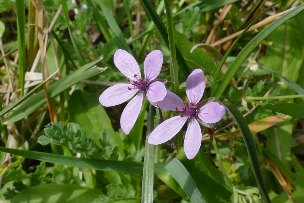 2020-05-05 13 Westert