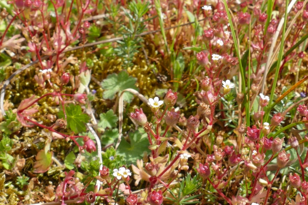 2020-05-05 15 Westert