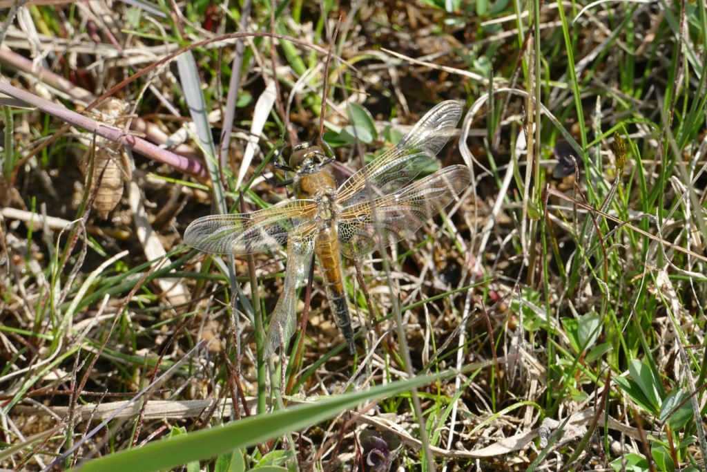 2020-05-05 16 Westert